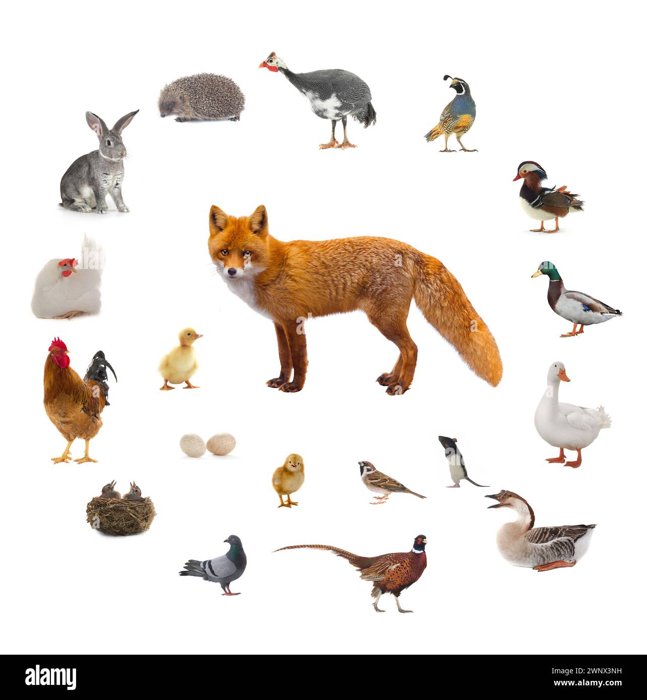 And what the fox eats, isolated on a white background Stock Photo