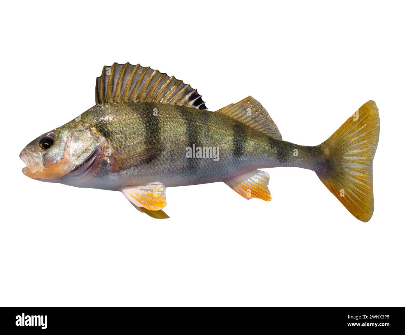 Perch fish isolated on white background Stock Photo
