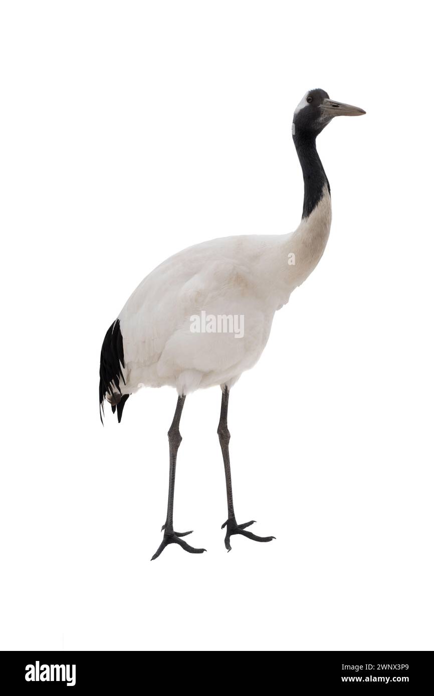 crane on white background Stock Photo - Alamy