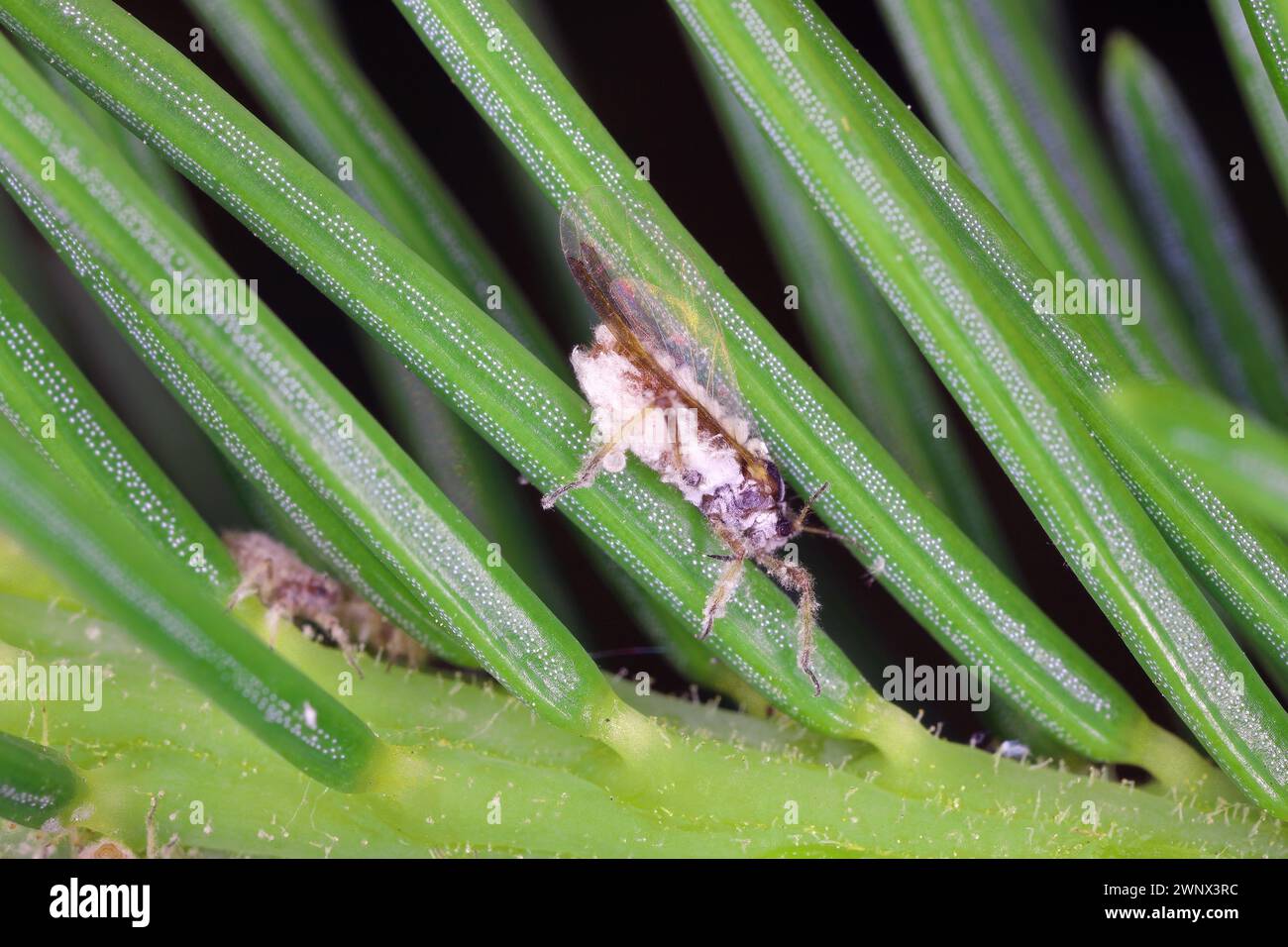 The bark louse also colled Red-brown powdered spruce tree louse (Cinara pilicornis) colonized shoots of tree in garden. A winged adult individual. Stock Photo