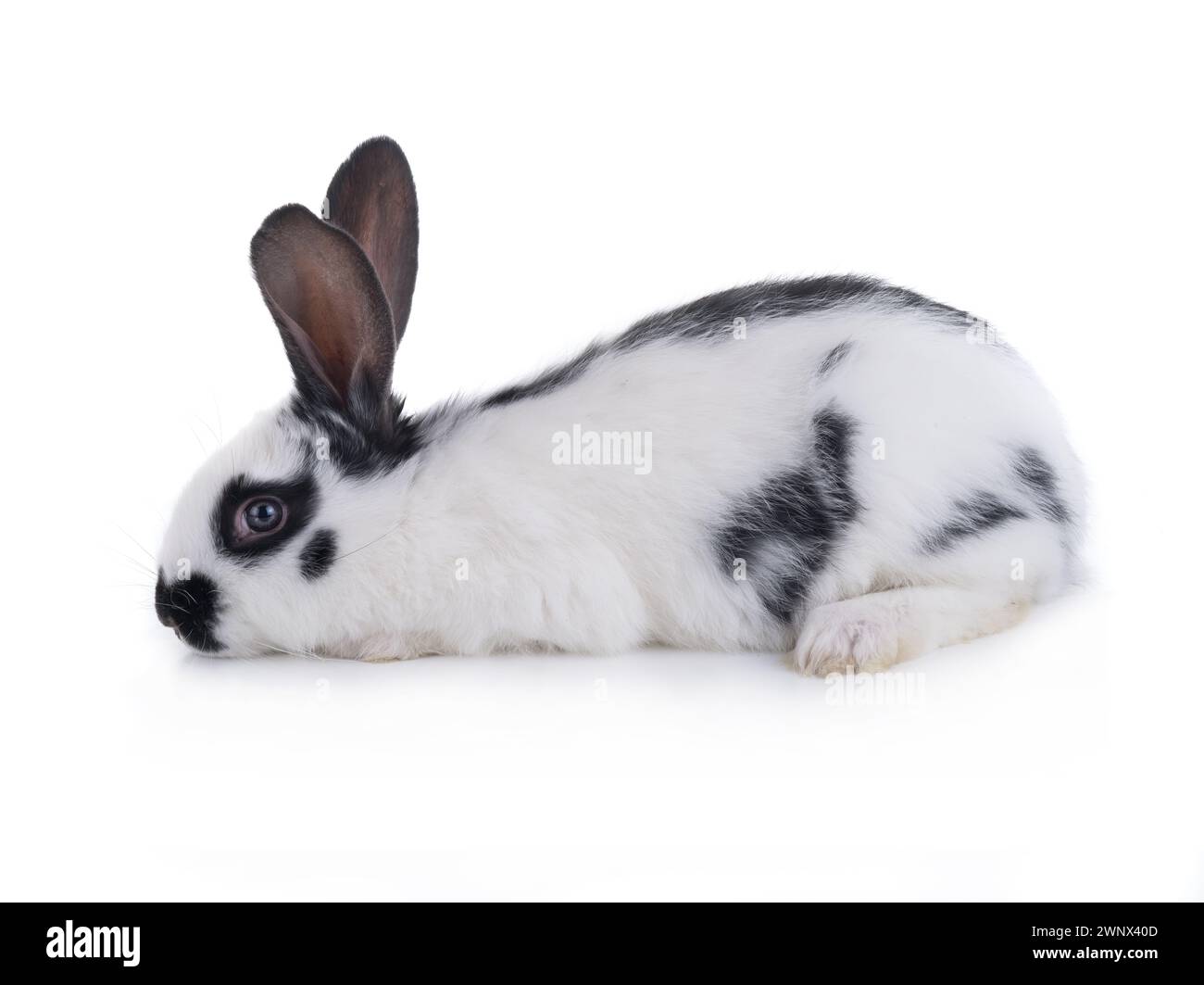 white rabbit isolated on white background Stock Photo - Alamy