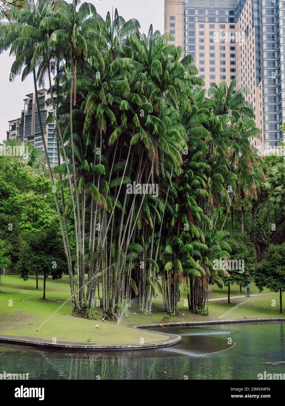 Palms trees and pond in city garden. Stock Photo