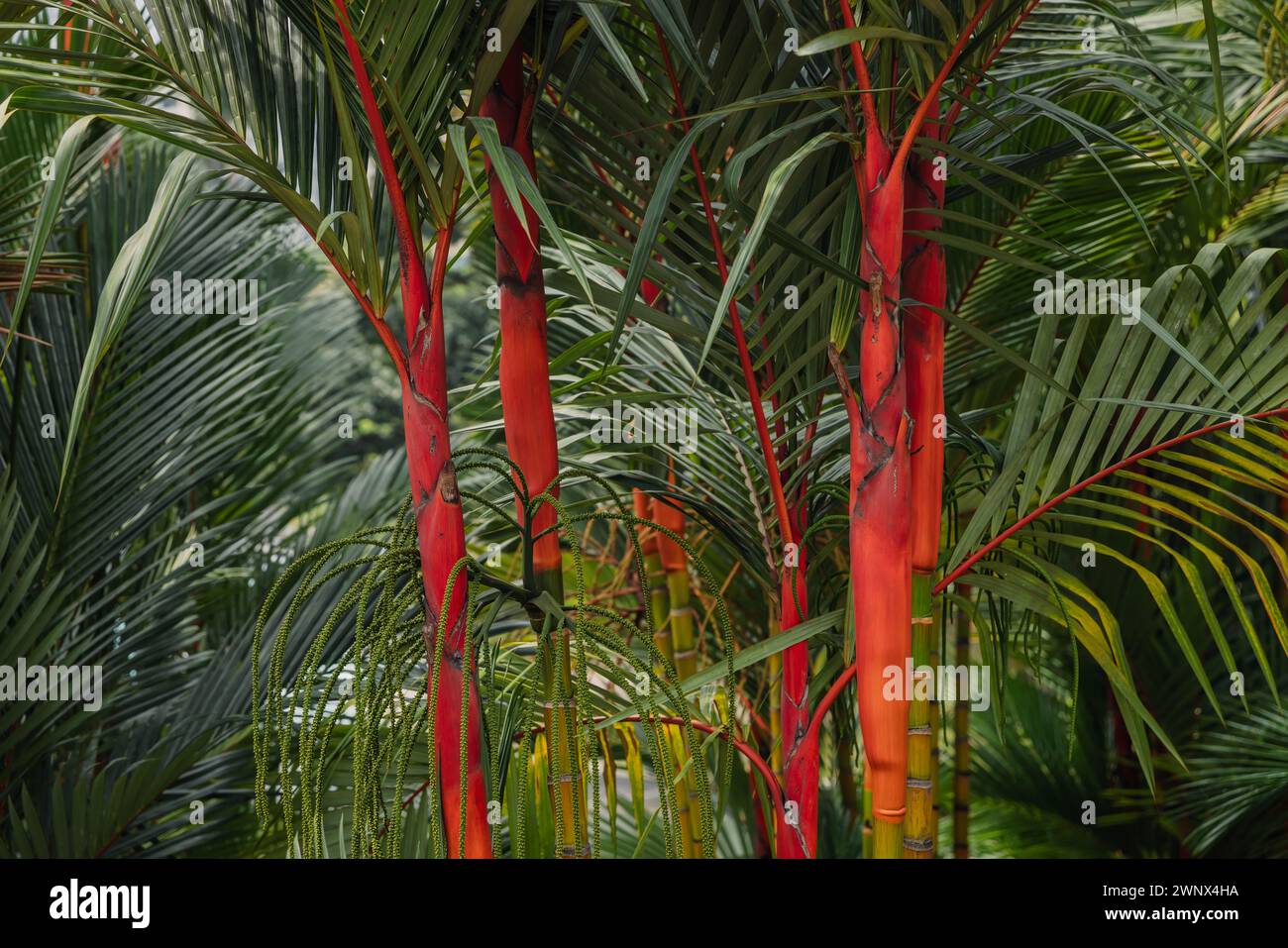 Red palm background. Lipstick palm or Cyrtostachys renda with bright trunk in arboretum Stock Photo