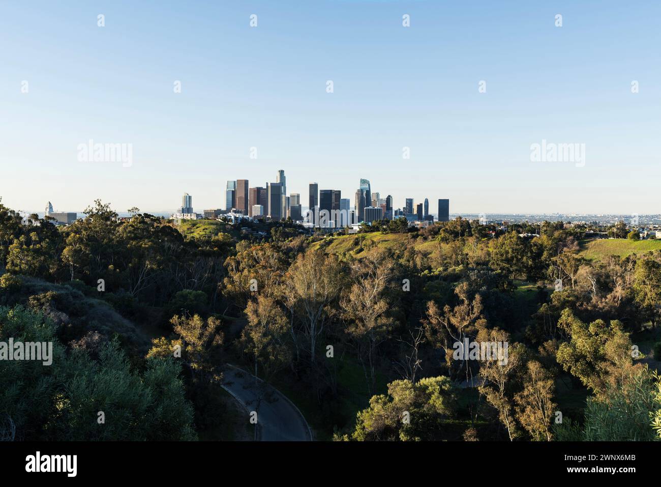 Downtown Los Angeles skyline with forested Elysian Park canyon in foreground. Stock Photo