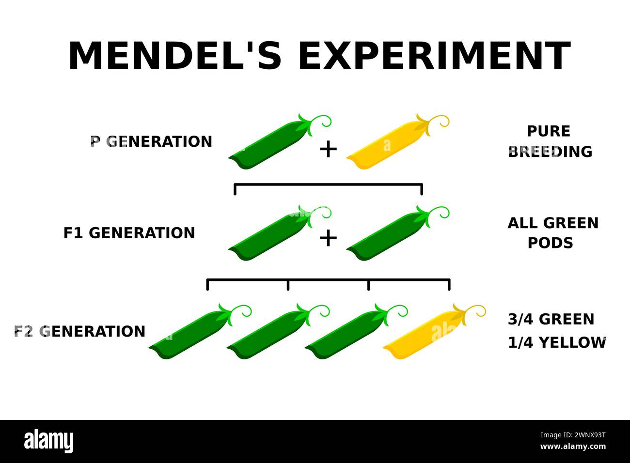 Mendel's experiment with peas. Genetics basics. The Law of Dominance. The Law of Segregation. The Law of Independent Assortment. Vector illustration. Stock Vector