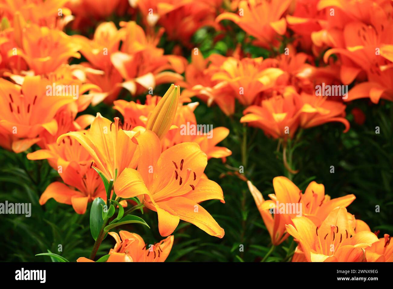 Mid-century Lily or Species Lilium or Morning Star Lily or Salisbury's Lily flowers blooming in the garden Stock Photo