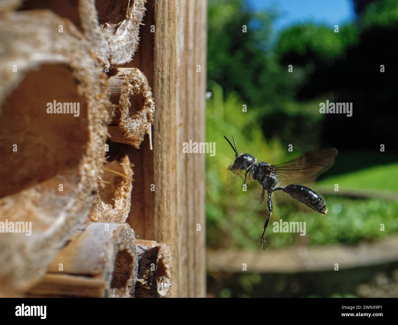 Aphid wasp (Pemphredon sp.) flying to its nest in an insect hotel with a paralysed Rose aphid (Macrosiphum rosae) to feed its larvae, Wiltshire, UK. Stock Photo