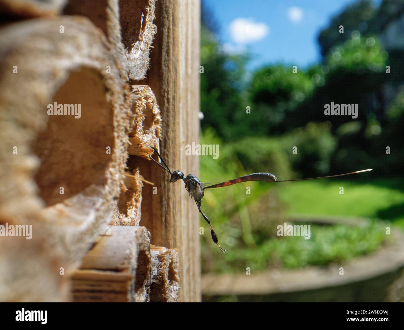 Great pennant wasp / Wild carrot wasp (Gasteruption jaculator), a parasite of solitary bees and wasps, hovering by host nests in an insect hotel, UK. Stock Photo