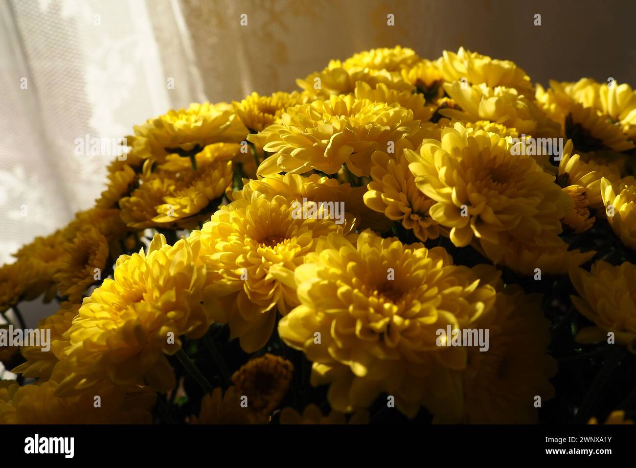 Chrysanthemums of yellow color in a bouquet. Close-up texture. Greeting card for wedding or birthday. Autumn flowers from the family Asteraceae or Stock Photo
