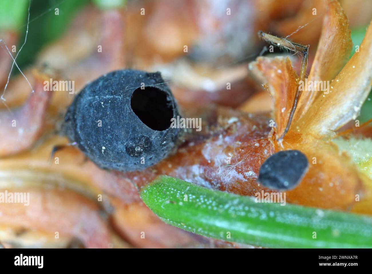 Aphid mummy left after the parasitic wasp leaves the body of the aphid. An insect on a spruce shoot. Stock Photo