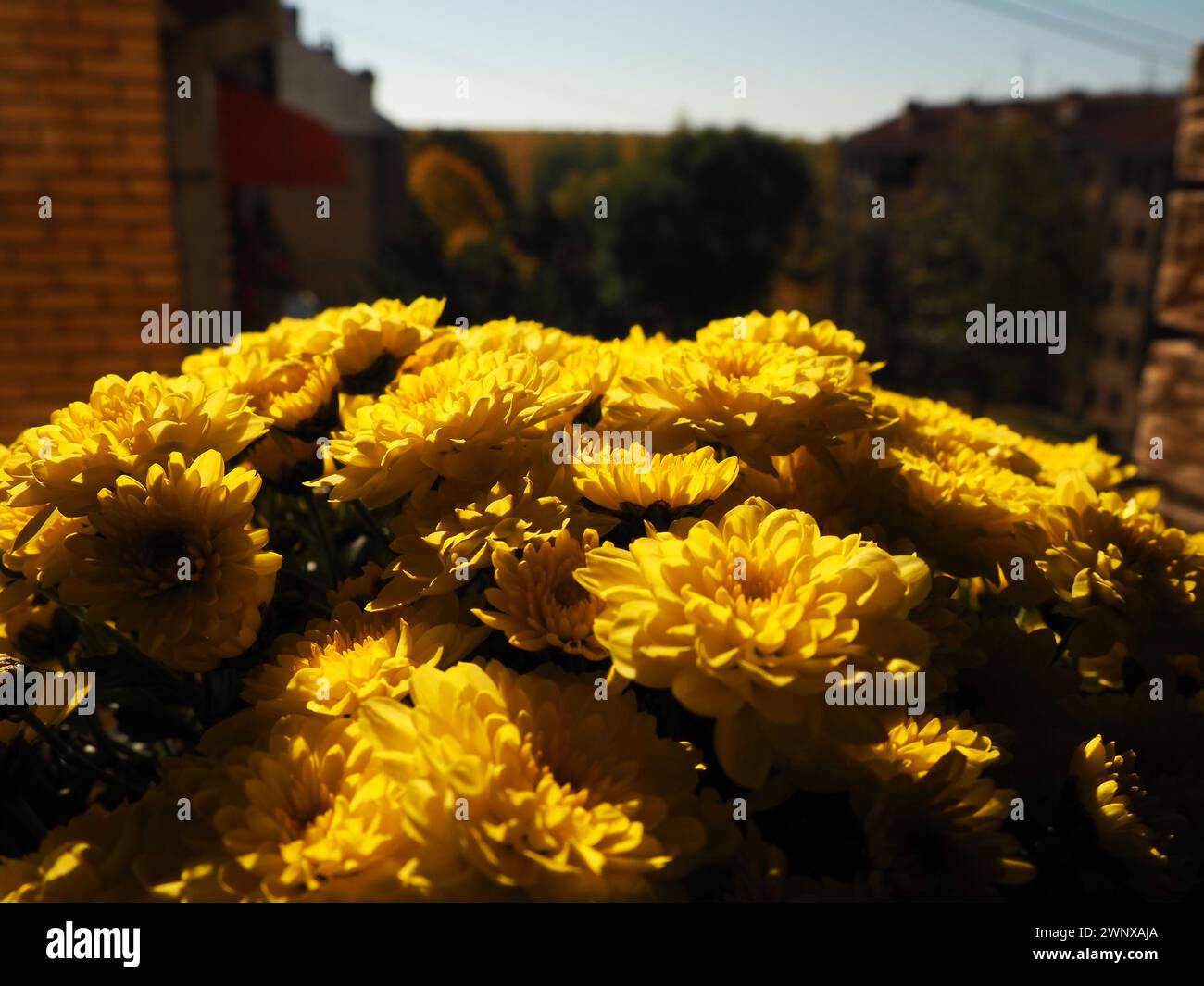 Chrysanthemum of yellow color in a pot on an open window in summer in sunny weather. Floriculture as a hobby. Breeding flowers at home. Facade and Stock Photo