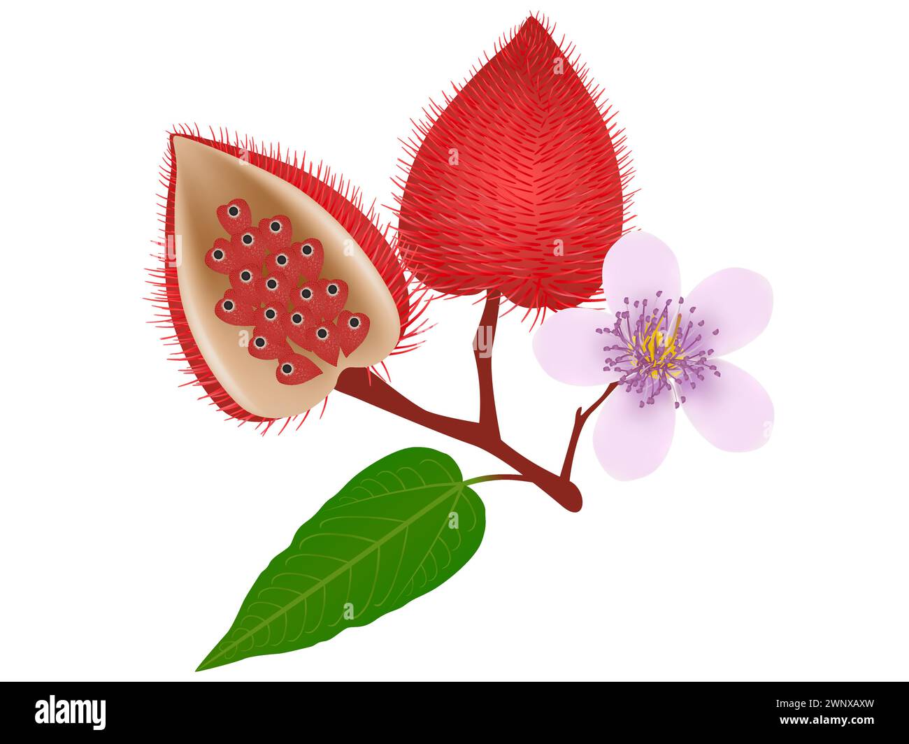 Fruits achiote tree bixa hi-res stock photography and images - Alamy