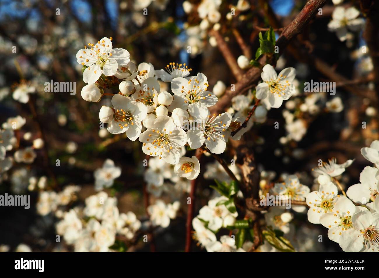 Blossoming of cherries, sweet cherries and bird cherry. Beautiful fragrant white flowers on the branches during the golden hour. Spring white flowers Stock Photo