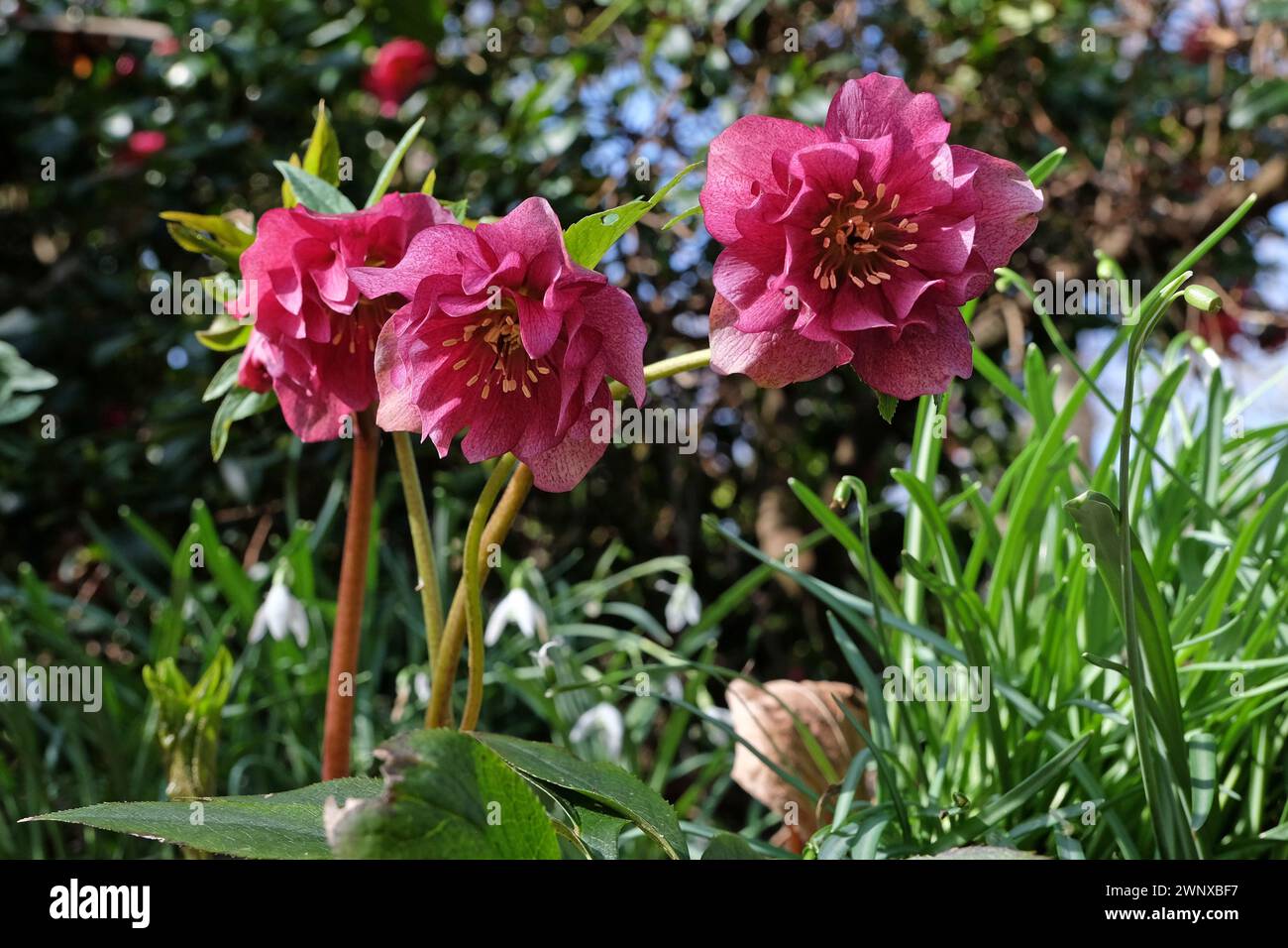 Pink double Helleborus, hybrid hellebore ÔWinter Jewel Berry SwirlÕ in flower. Stock Photo