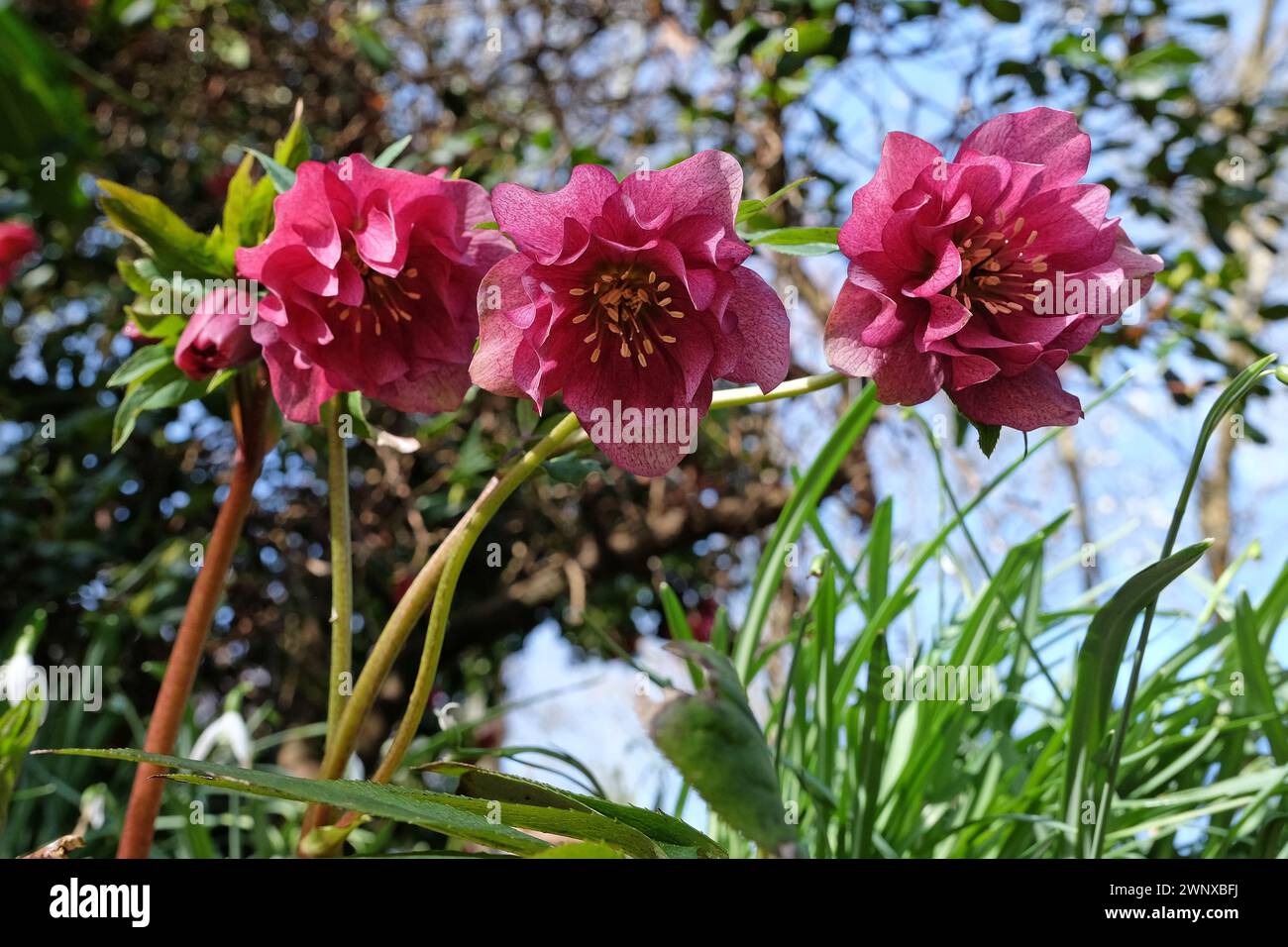 Pink double Helleborus, hybrid hellebore ÔWinter Jewel Berry SwirlÕ in flower. Stock Photo