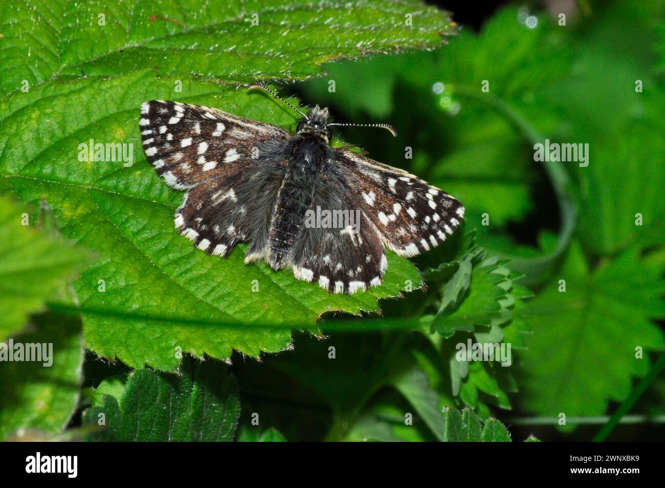 Grizzled skipper (Pyrgus malvae), found on Chalk downland, April till June, declining. Wiltshire. Stock Photo