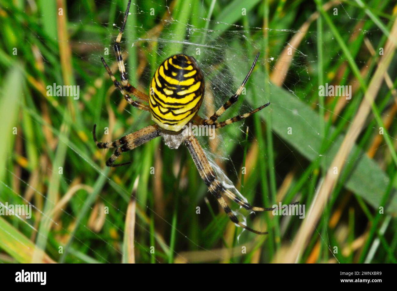 Wasp Spider, 'Argiope bruennichi' part of the species of orb-web spiders with stripy wasp like abdomen, found in grassland in the south of England dur Stock Photo