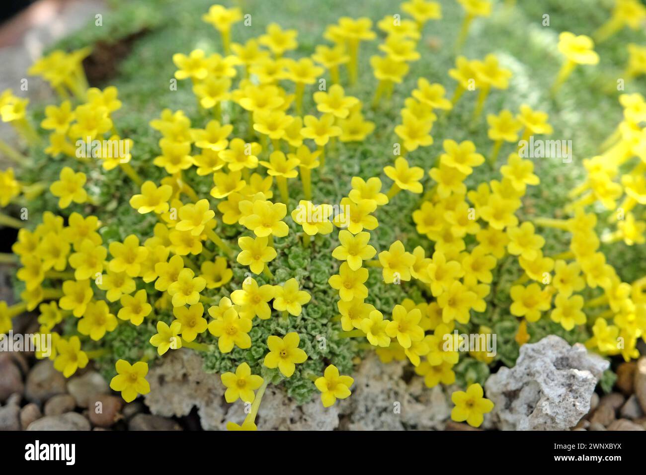 Tiny yellow flowers of Dionysia Tapetodes, also known as cushion primrose, in flower Stock Photo