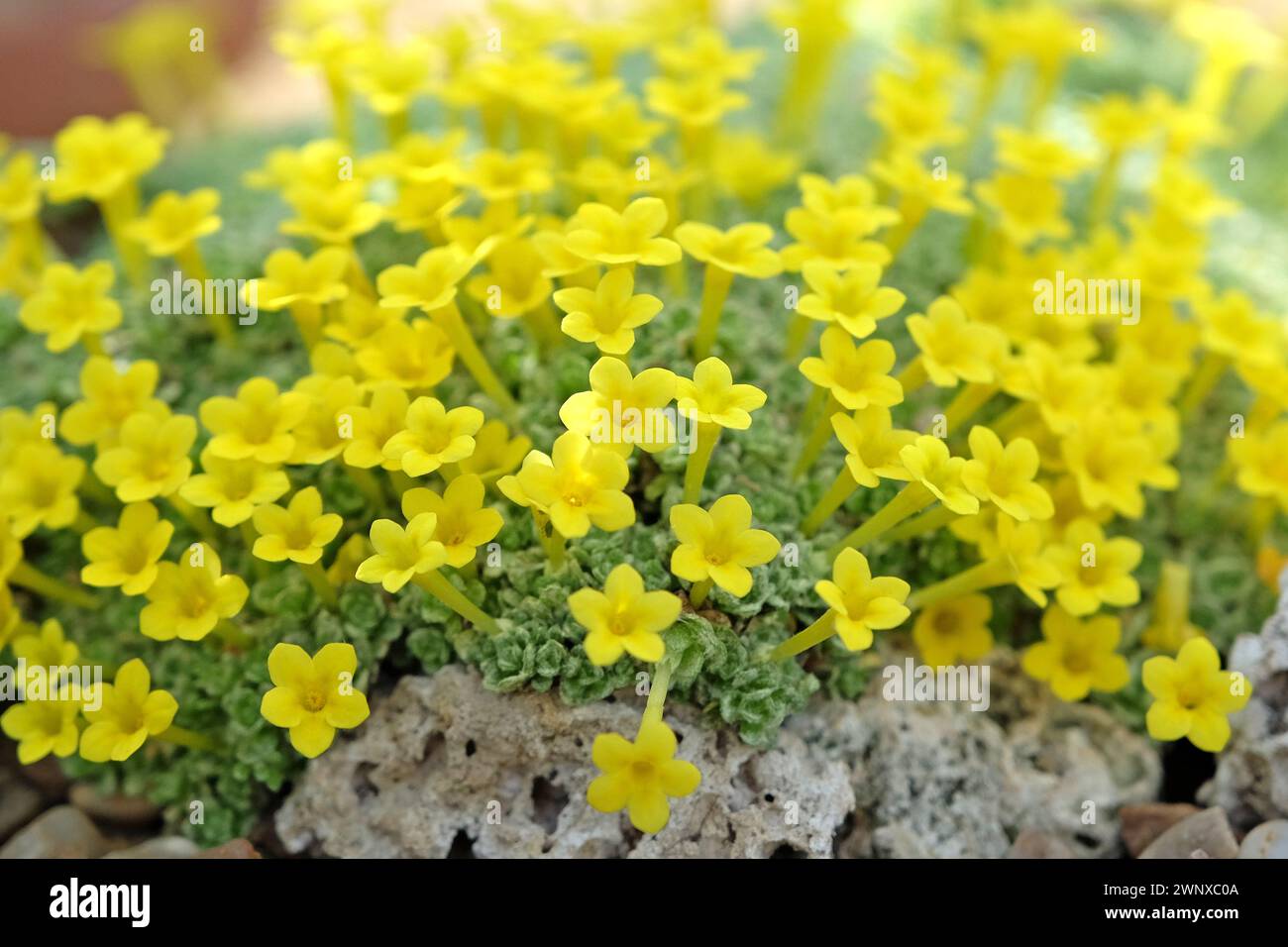 Tiny yellow flowers of Dionysia Tapetodes, also known as cushion primrose, in flower Stock Photo