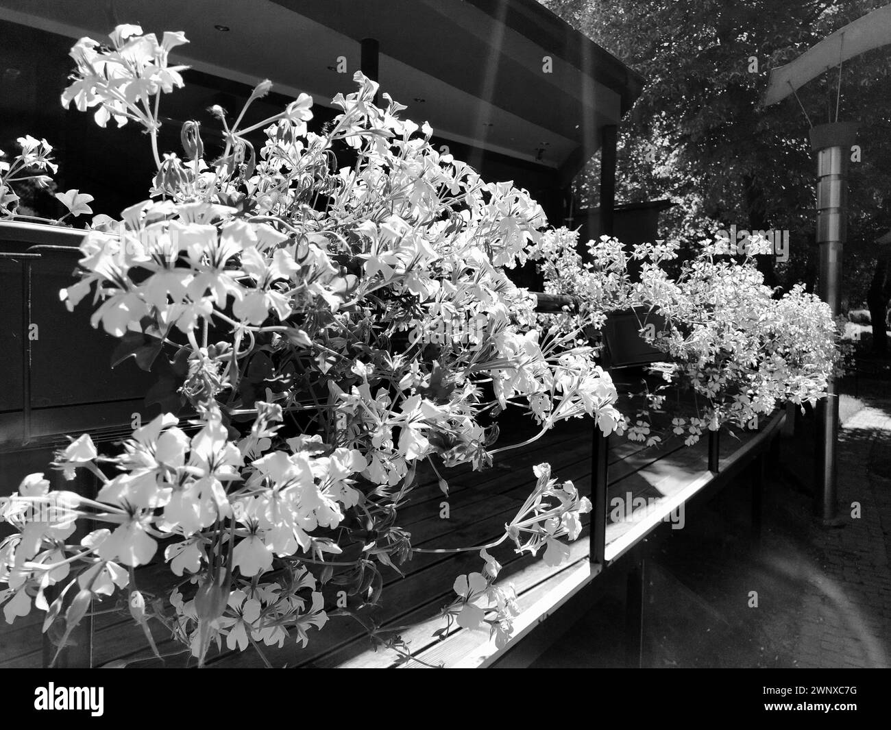 Pelargonium, plants in the family Geraniumaceae. White ivy geranium. Flower box. Decoration of balconies, windows, facades of houses, streets, lawns Stock Photo