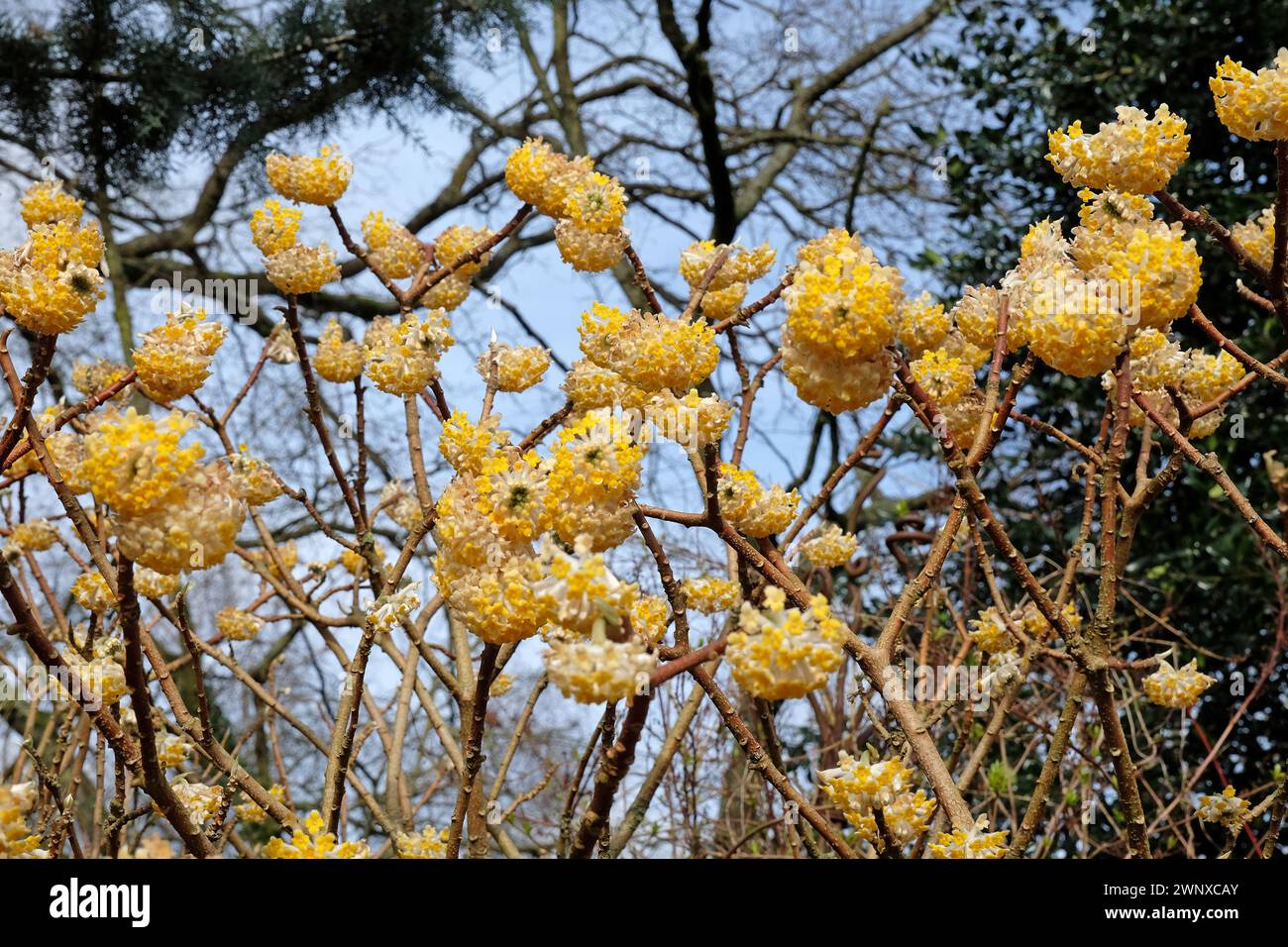 Yellow Edgeworthia chrysantha ÔGrandifloraÕ, also known as Japanese Paperbush or Worthingtonia, in flower. Stock Photo