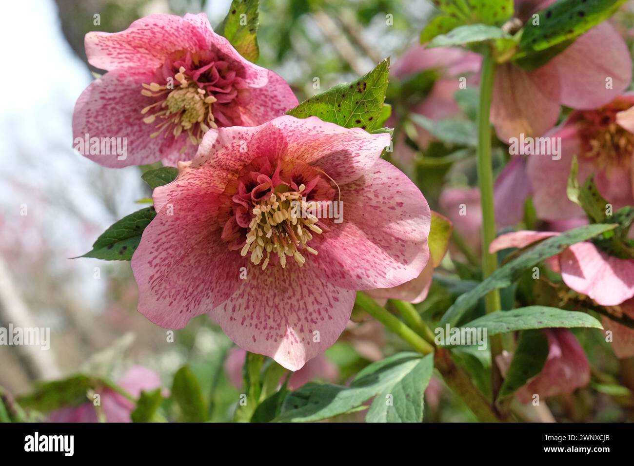 Helleborus hybridus Harvington pink speckled, also known as Lenten rose ...