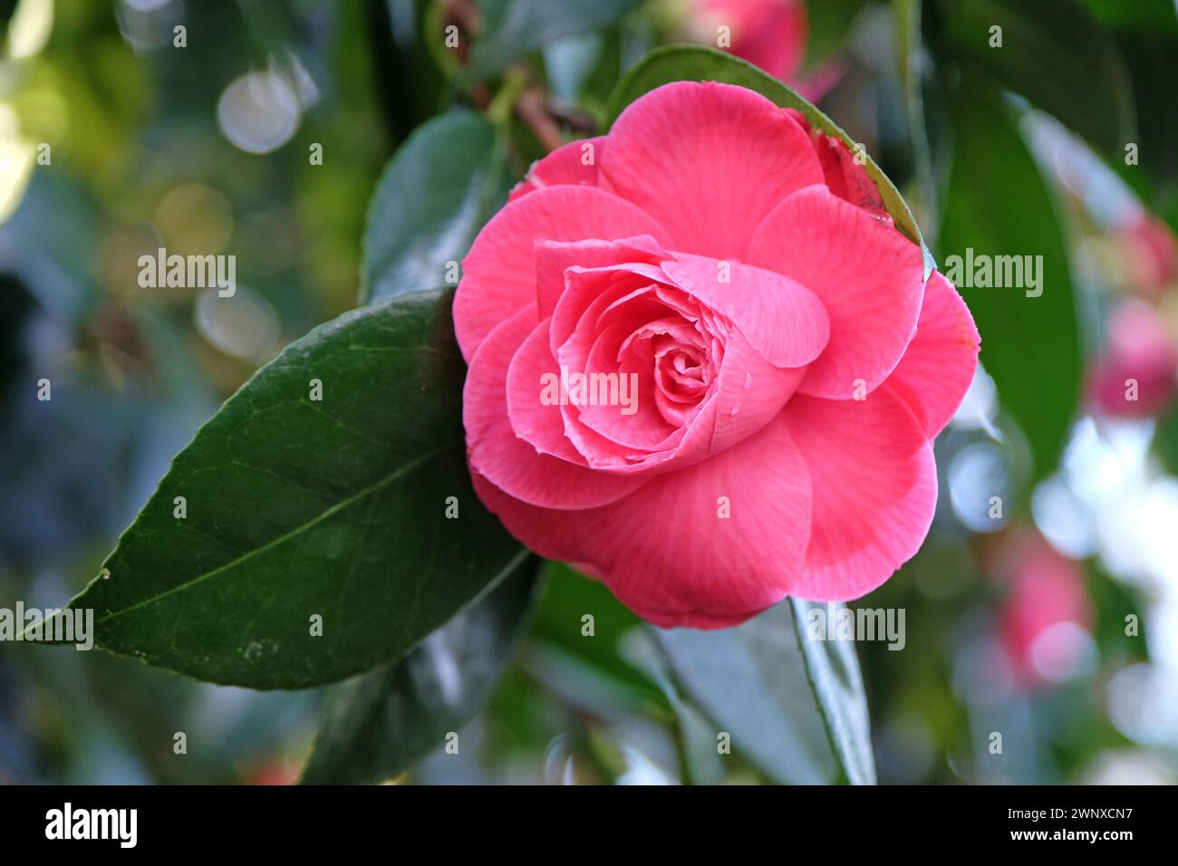Pink double rose camellias japonica ÔRubescens Major' in flower. Stock Photo