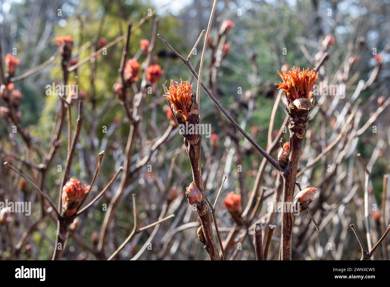 Peony treelike in spring. Young buds of a tree peony are swelled Stock Photo