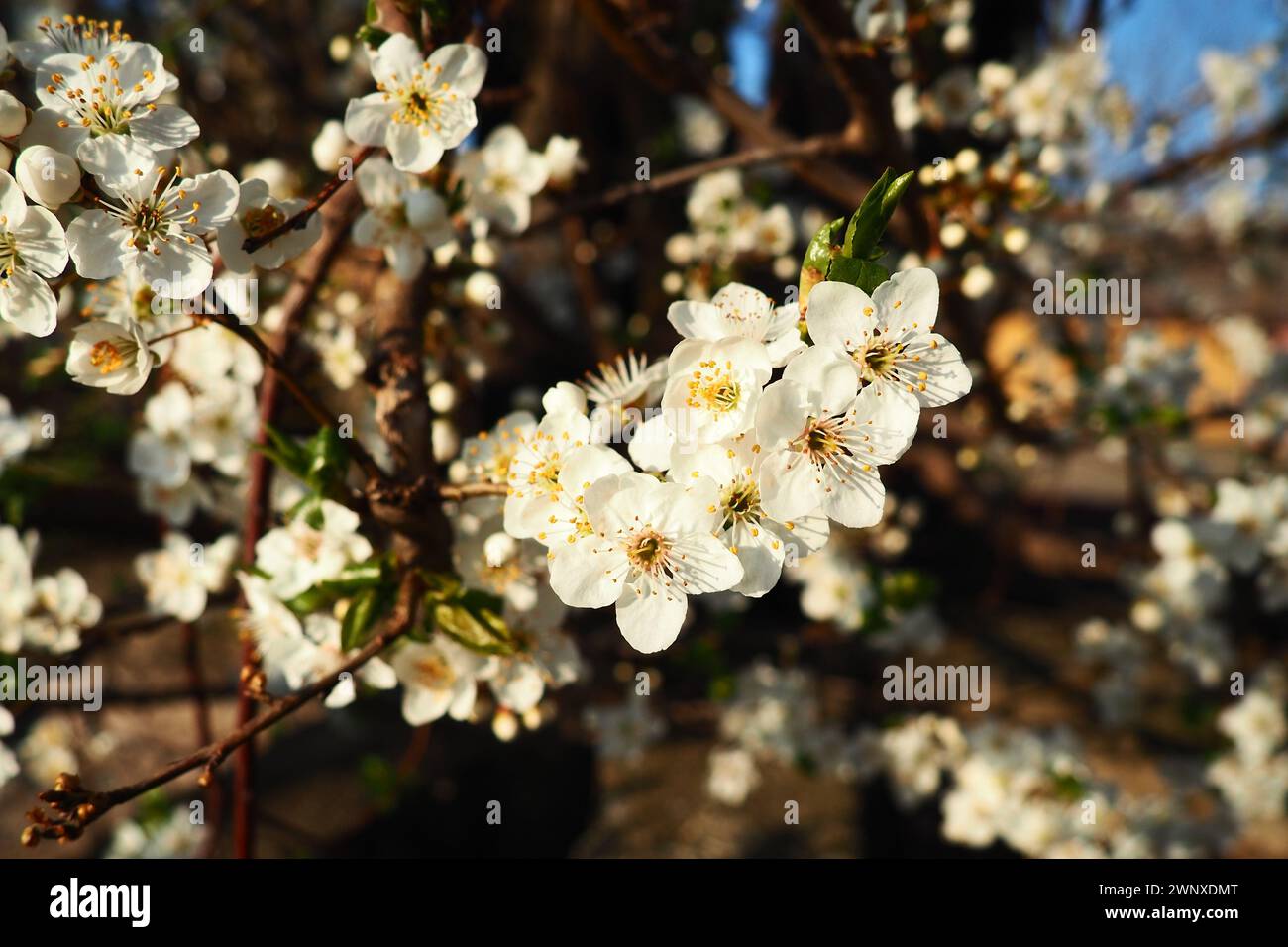 Blossoming of cherries, sweet cherries and bird cherry. Beautiful fragrant white flowers on the branches during the golden hour. Spring white flowers Stock Photo