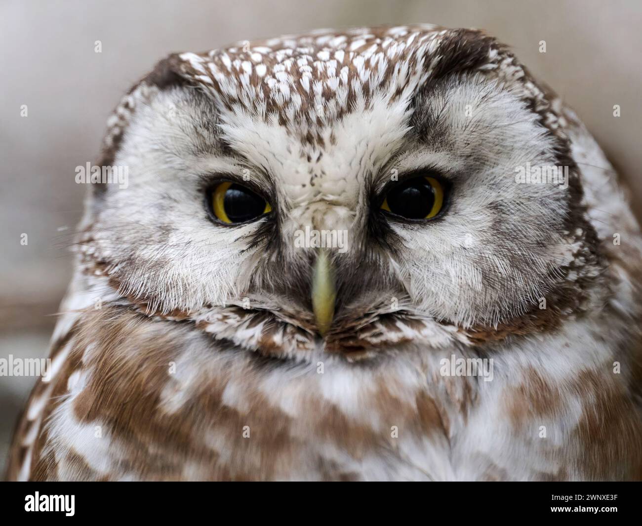 Boreal owl (Aegolius funereus) in its natural environment Stock Photo