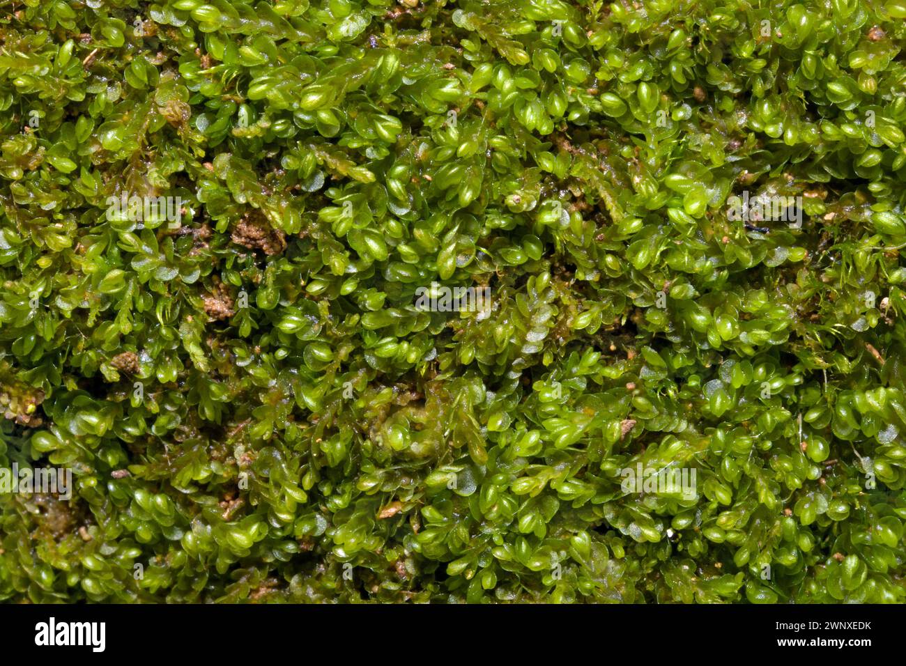 Solenostoma gracillimum (Crenulated Flapwort) is a liverwort found on base-poor soil and paths. It's widespread in the Northern Hemisphere. Stock Photo