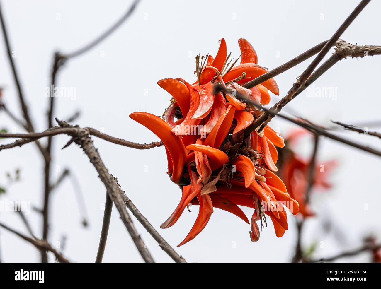 Big coral red flower of Erythrina caffra, corallodendron. African flora, Coral blooming tree, bright orange flowers. Spring october in South Africa. U Stock Photo