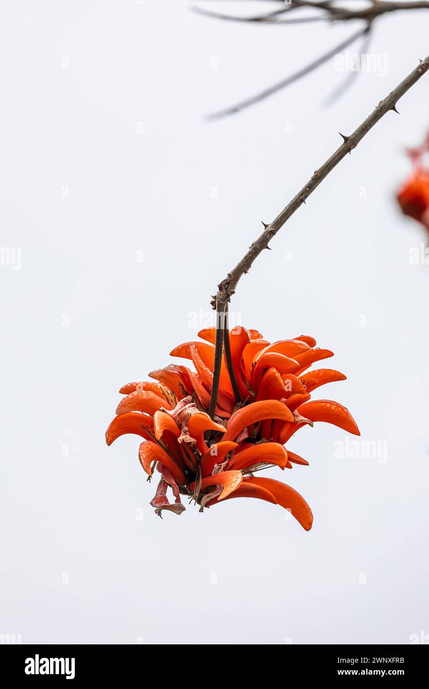 Big red flower of Erythrina caffra, corallodendron. African flora, Coral blooming tree, bright orange flowers. Spring october in South Africa. Trees c Stock Photo