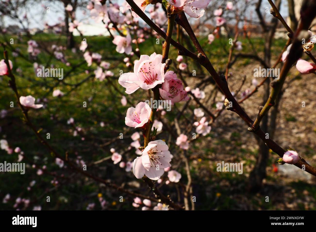 Large pink flowers of plum, peach or apricot in the flowering period of orchards. Sunny spring weather. Blooming garden in Serbia. Many flowers on the Stock Photo