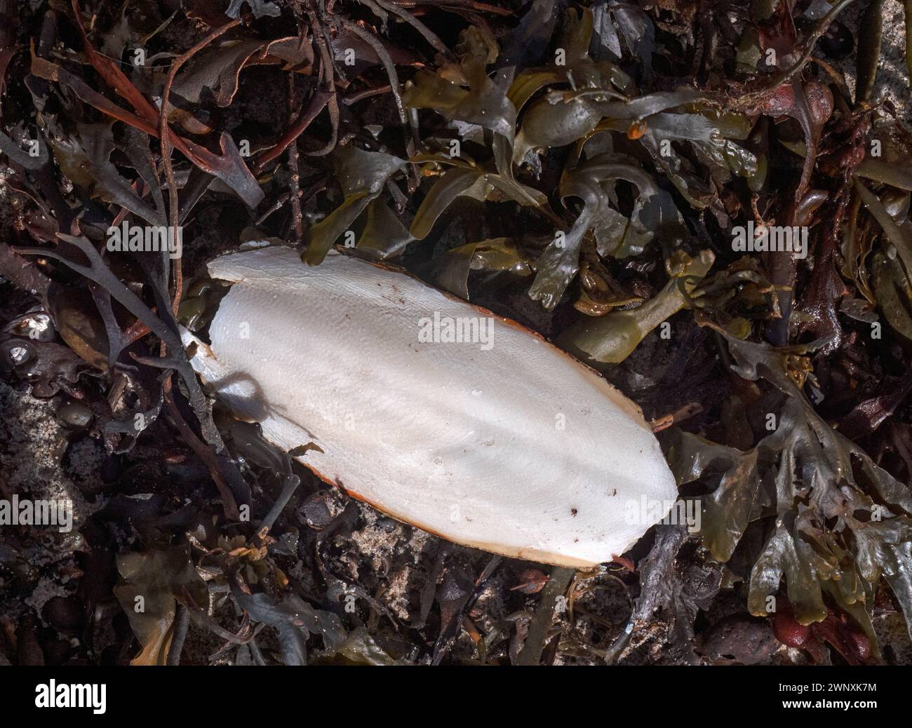 cuttlefish bone, internal shell from Sepia officinalis) washed on a bed of seaweed on a beach in the UK Stock Photo