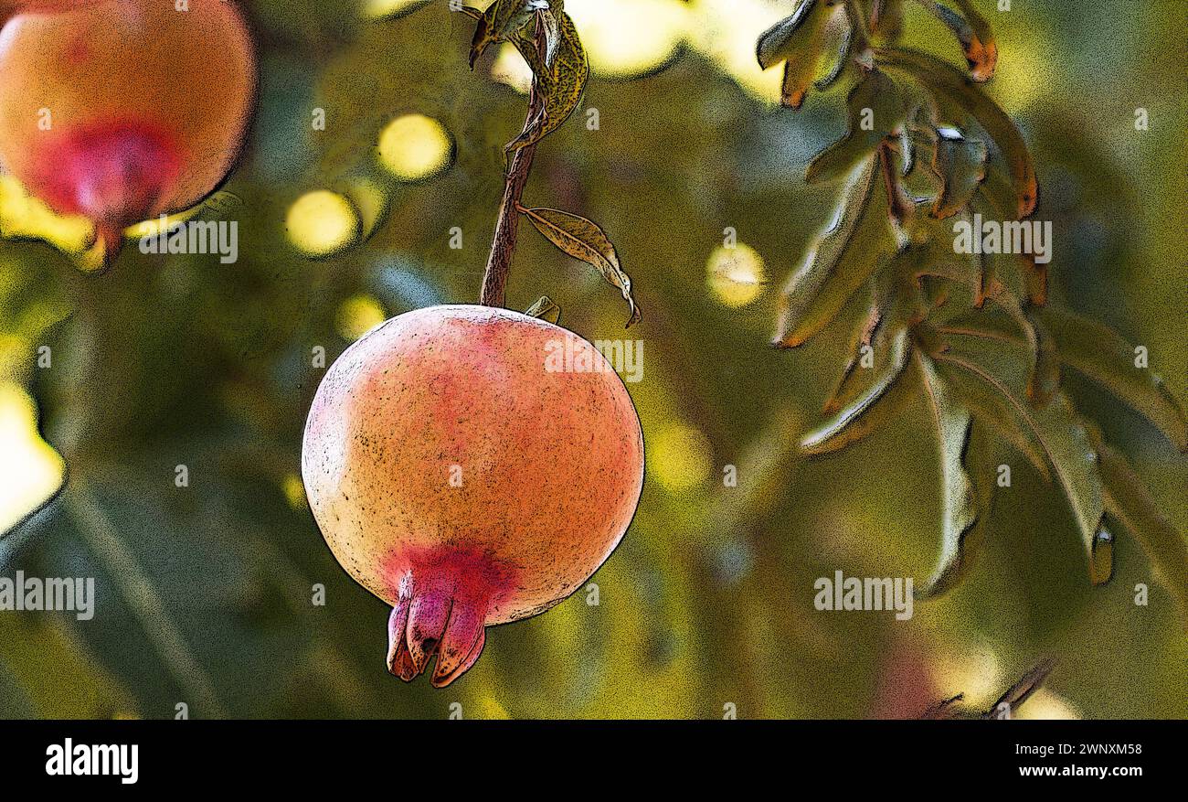 Pomegranate fruit hanging (Punica granatum) on the tree Stock Photo