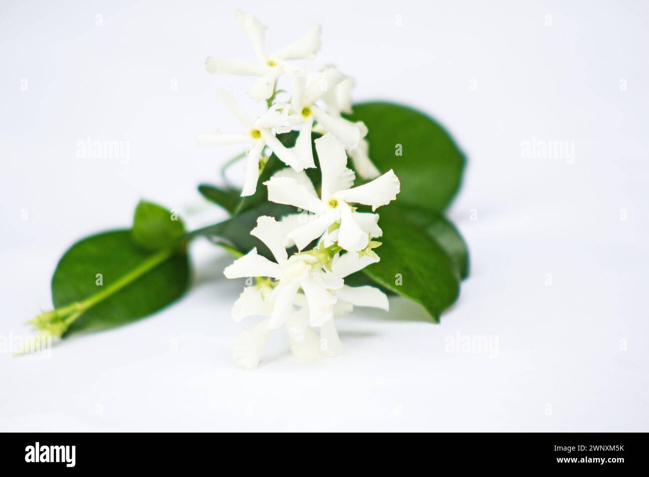 Star Jasmine (Trachelospermum jasminoides) blossoms on a white background Stock Photo