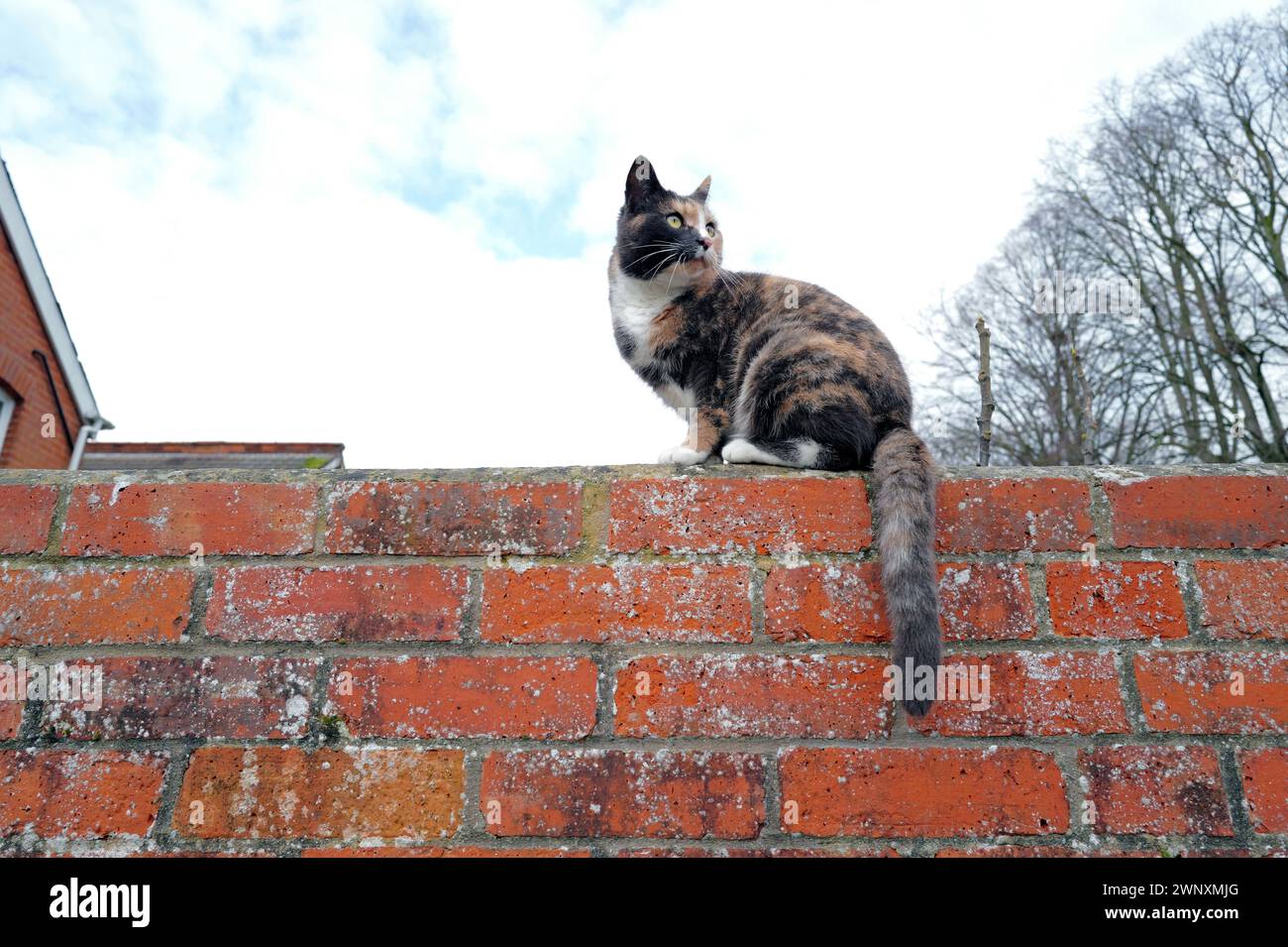 Daylight colour Green-eyed Tabby Cat Kitten long whiskers and bushy tail sitting on red brick wall, blue sky & white clouds , house rooftop, trees Stock Photo