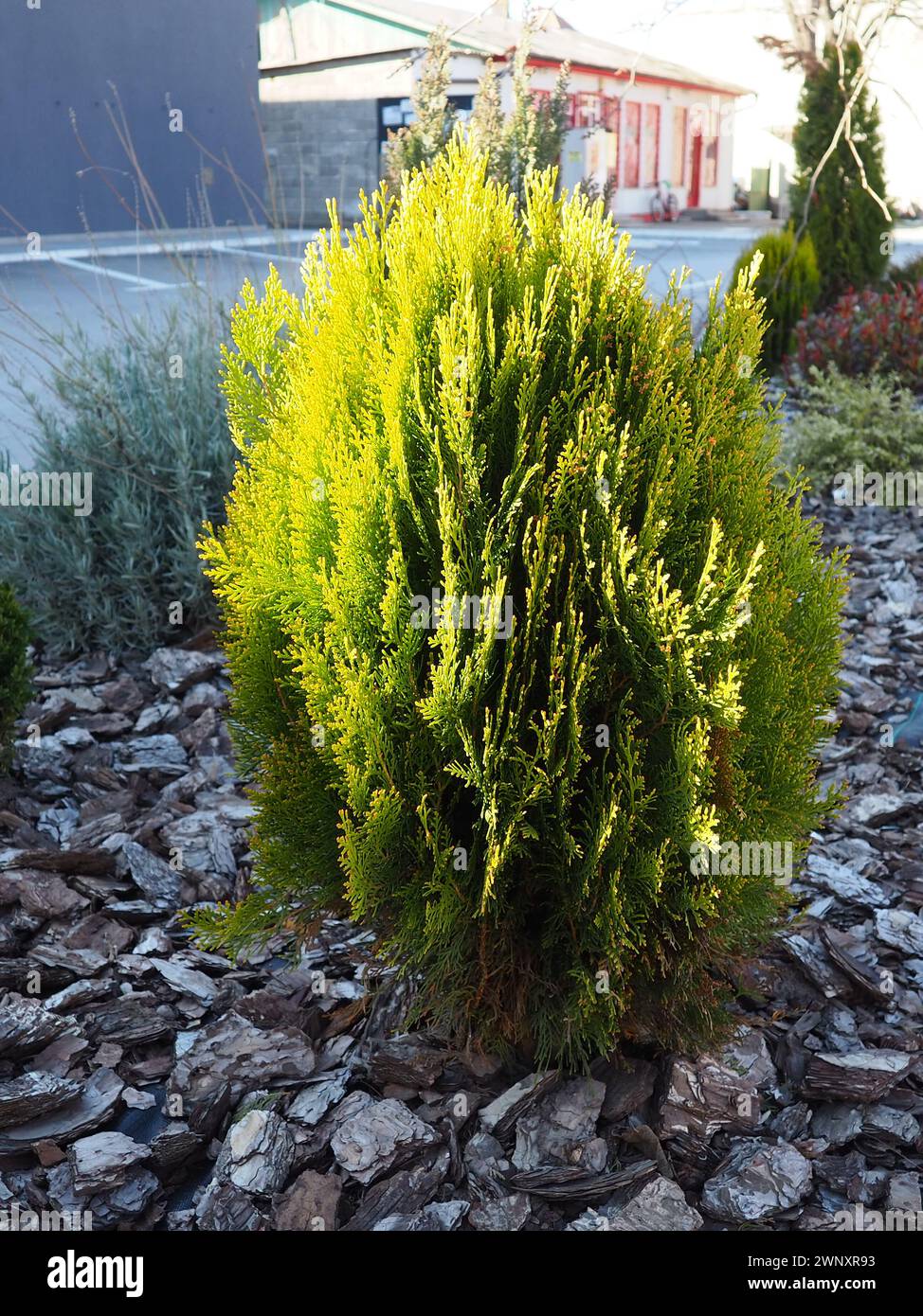 Sheared thuja on the lawn. Shaping the crown of thuja. Chips on the ground. Floriculture and horticulture. Landscaping of urban and rural areas Stock Photo