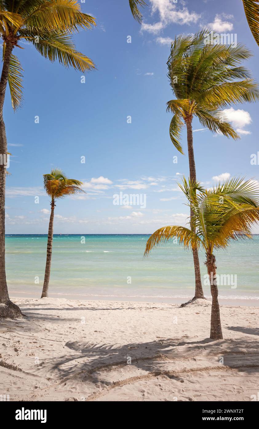 Beautiful tropical beach with coconut palm trees on a sunny day, Mexico. Stock Photo