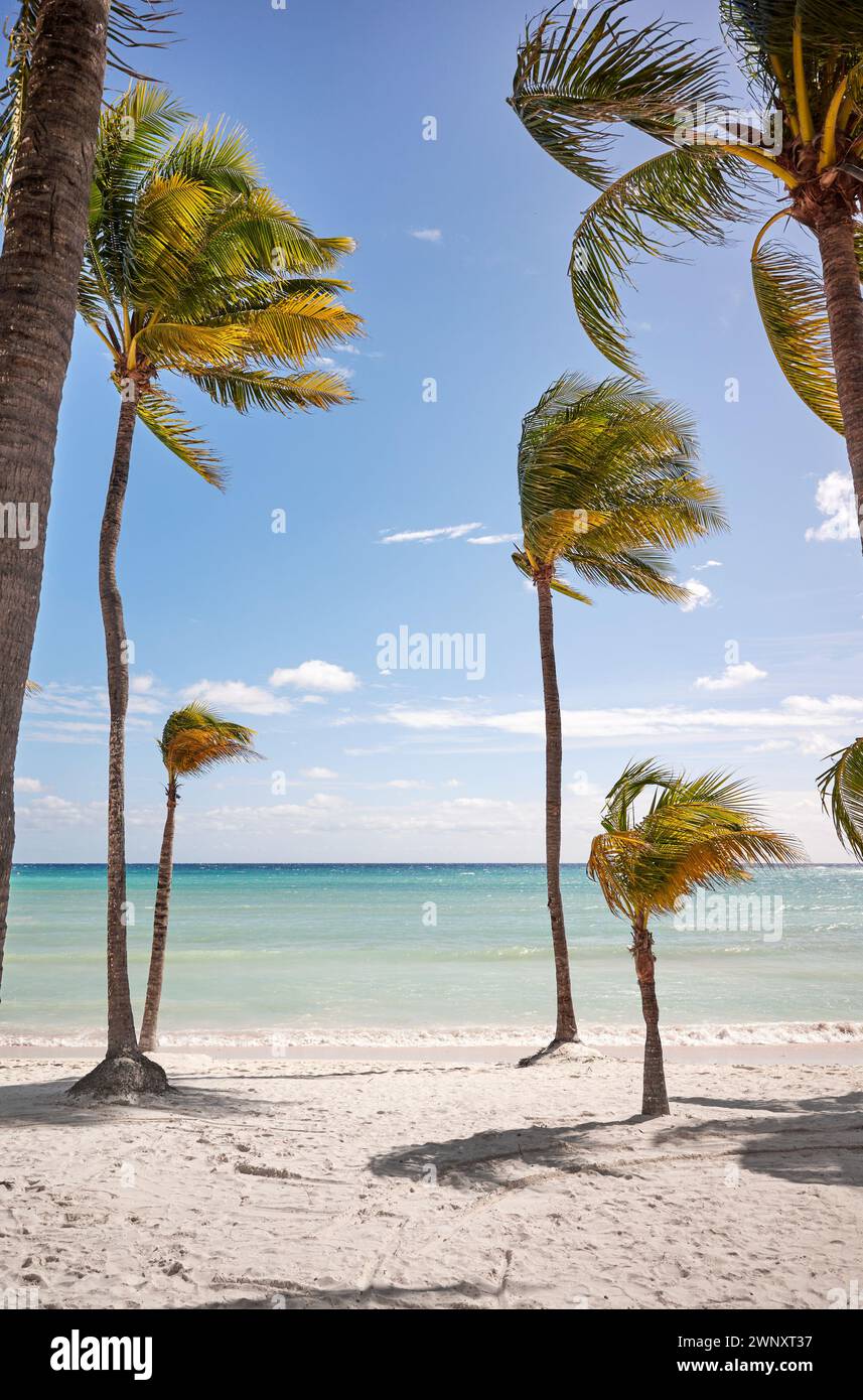Beautiful tropical beach with coconut palm trees on a sunny day, Mexico. Stock Photo