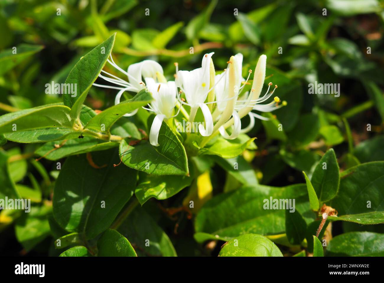 Lonicera japonica, Japanese honeysuckle and goldenandsilver