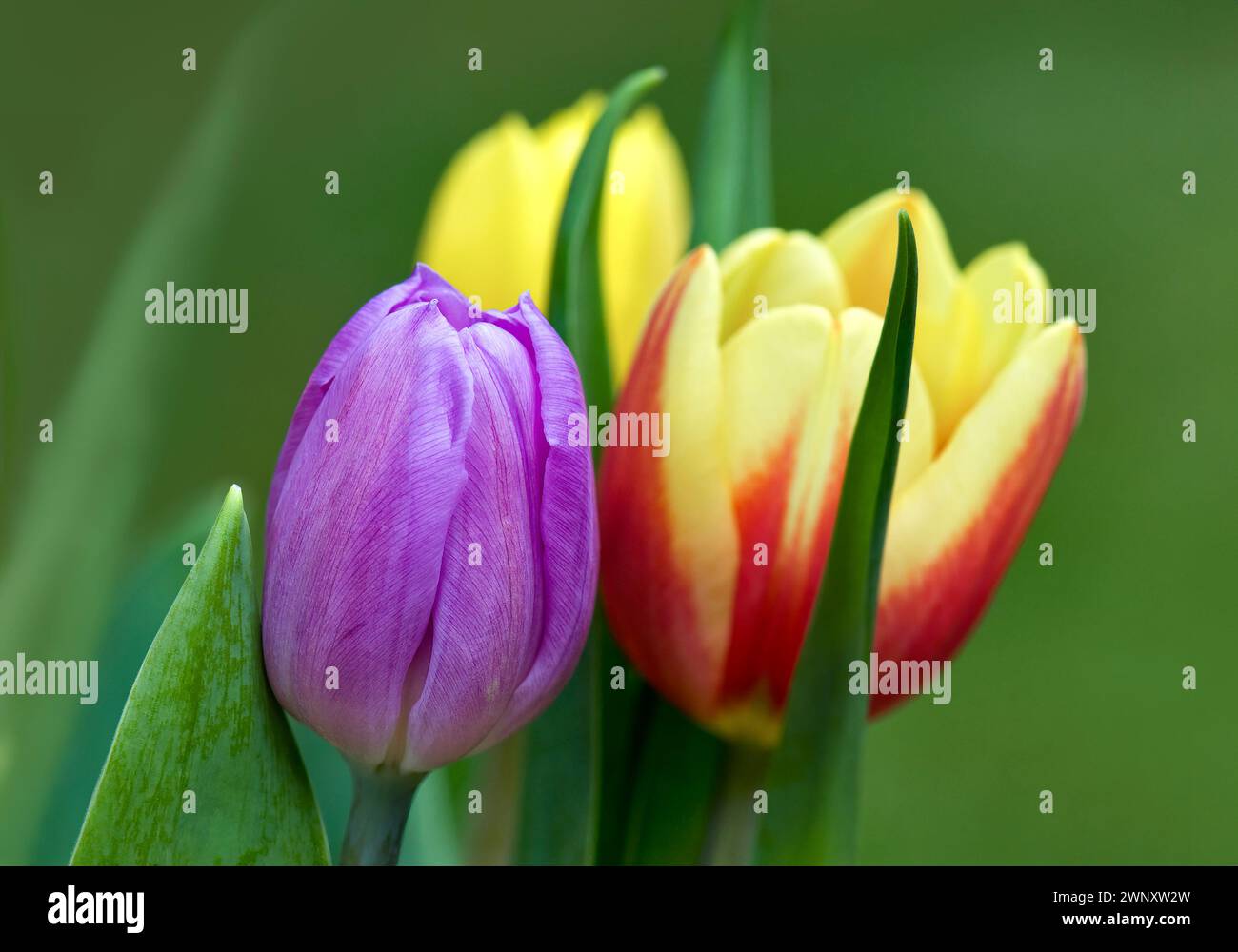 Brightly coloured tulips against diffused background Stock Photo