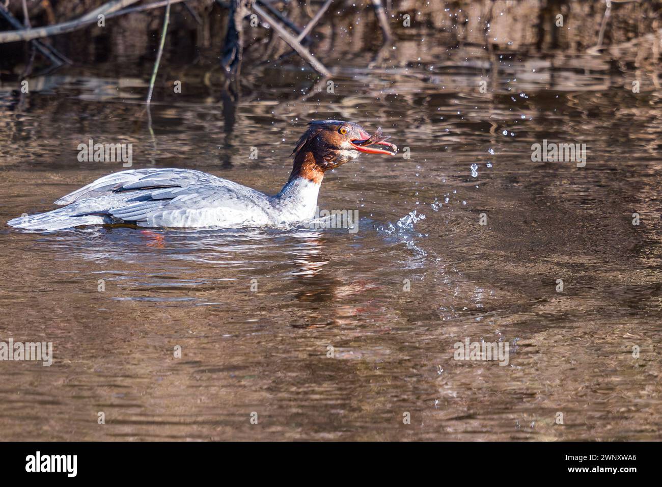 Female Common Goosander, Mergus merganser, eating fish on River Aire, West Yorkshire with fish in mouth. Stock Photo