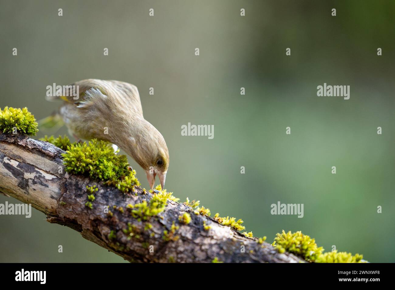 Adult female greenfinch (Chloris chloris) foraging whilst perched on a mossy branch - Yorkshire, UK Stock Photo
