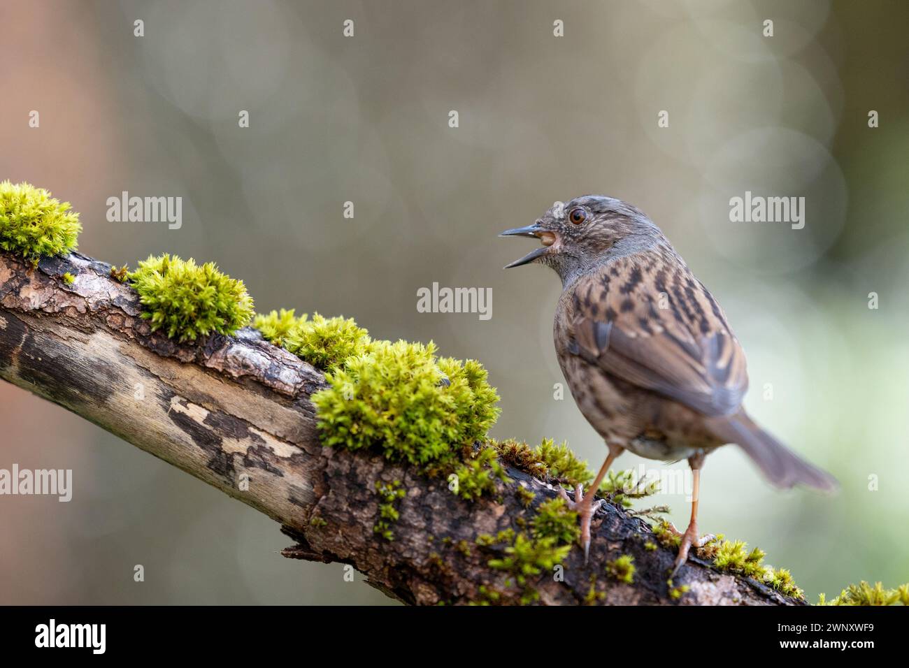Dunnock (Prunella modularis) with beak open in Spring. Perched on a mossy log with a natural background - Yorkshire, UK in March Stock Photo