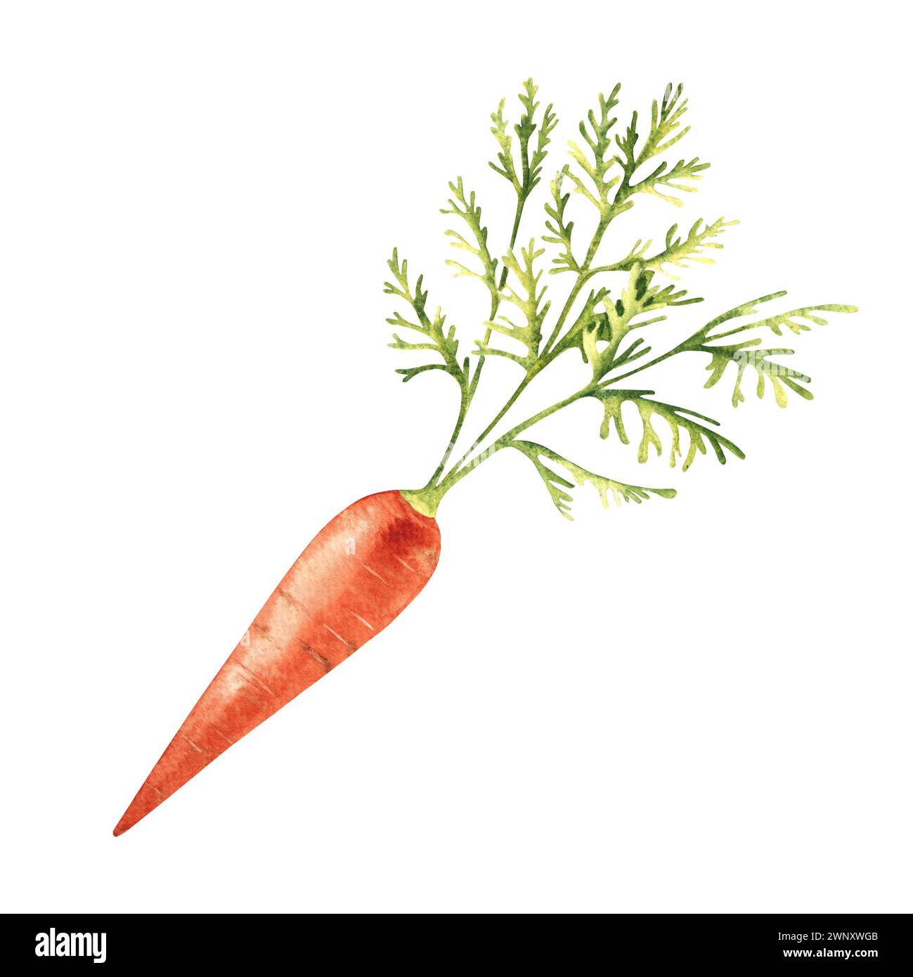 Carrot hand drawn botanical watercolor illustration on white background. Stock Photo