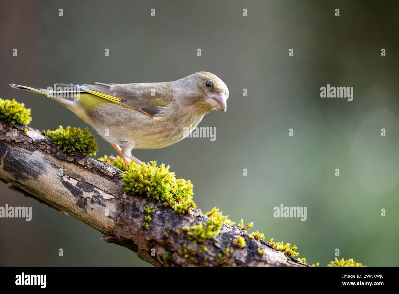 Adult female greenfinch (Chloris chloris) perched on a mossy branch - Yorkshire, UK Stock Photo