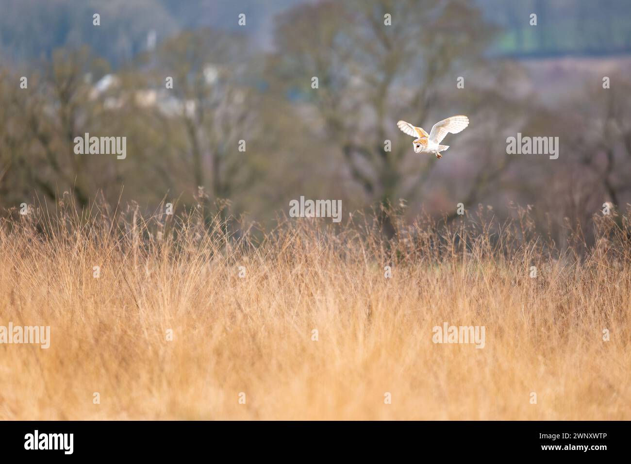 Barn Owl, tyto alba, hovering over long grass meadow hunting. West Yorkshire, UK Stock Photo