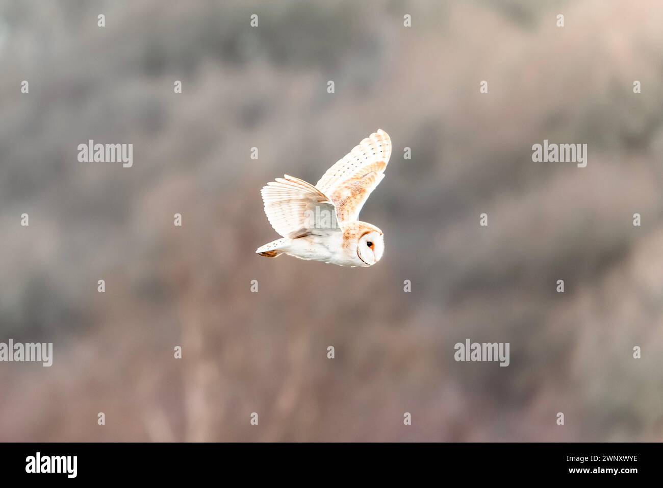 Barn Owl, tyto alba, flying near woodland on Baildon Moor, West Yorkshire, UK. Stock Photo